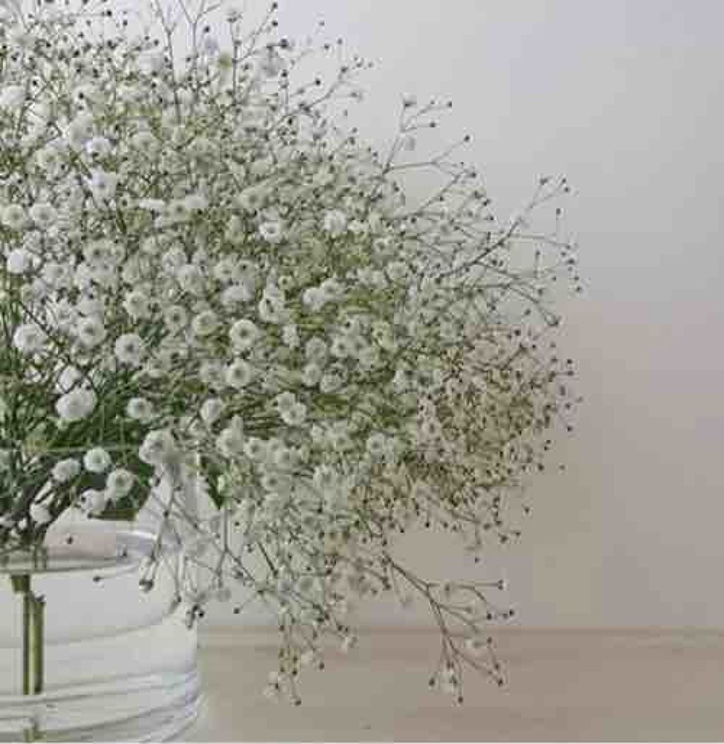 ❀。. ✿ * 霞草❀ ｡* ❀  * 