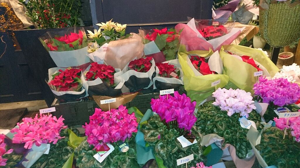 きゃりこちゃん