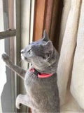 みみ