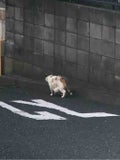 ねこ