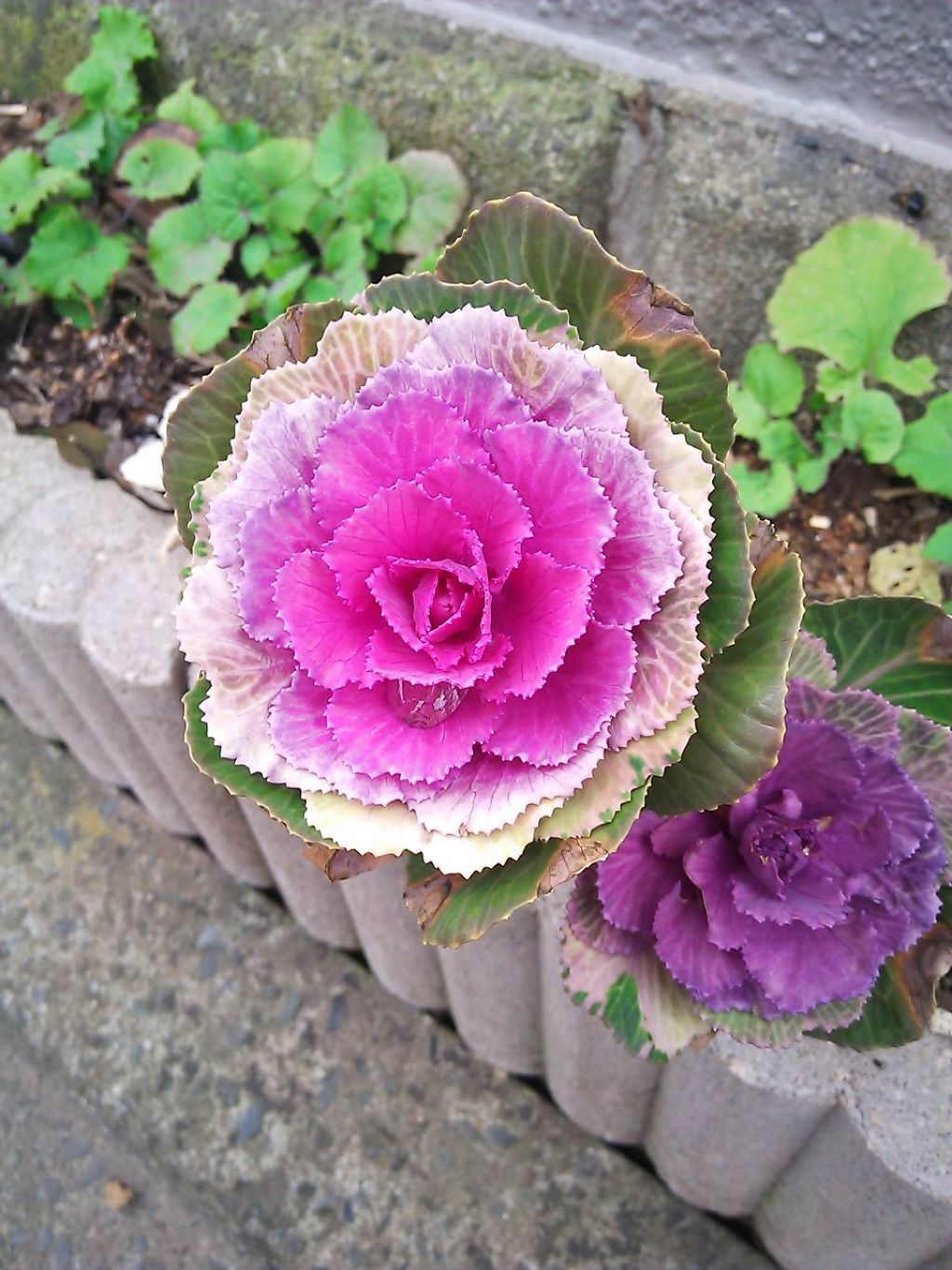 🌷remina🌷れいなん