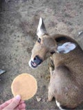 あめだま