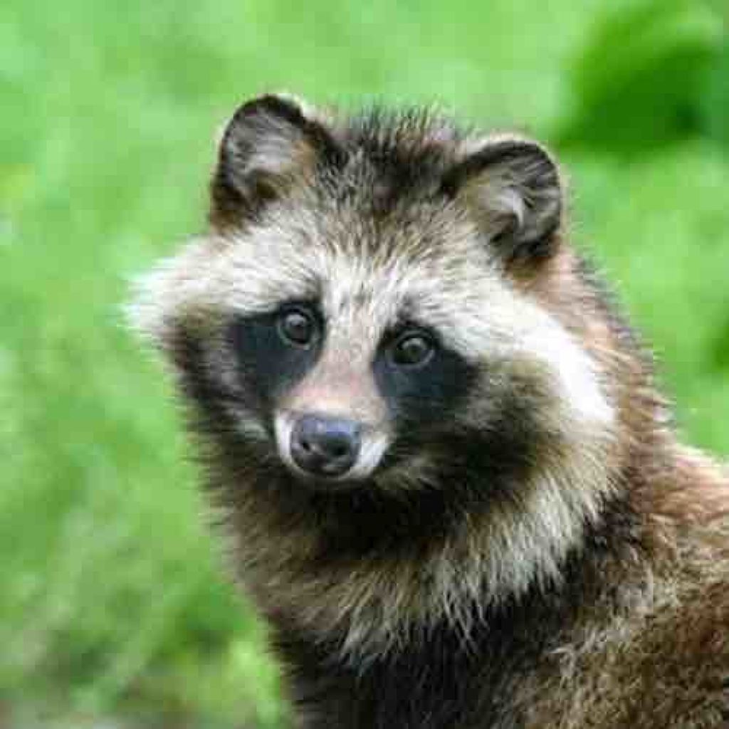 ニクテレウテス