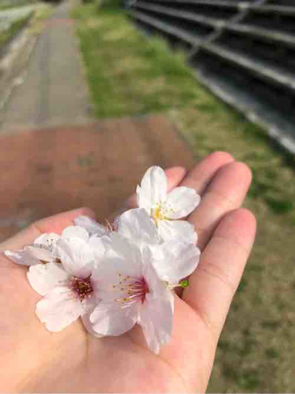 お魚ちゃんぽん