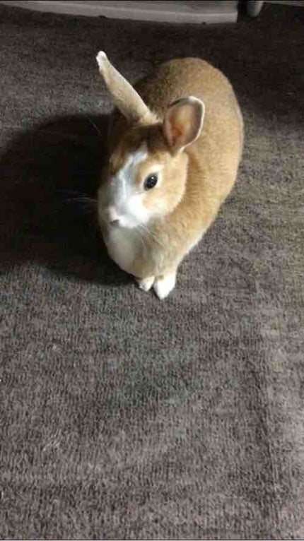 ビビビ(大槻 響)