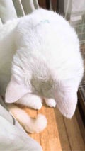 ユウ