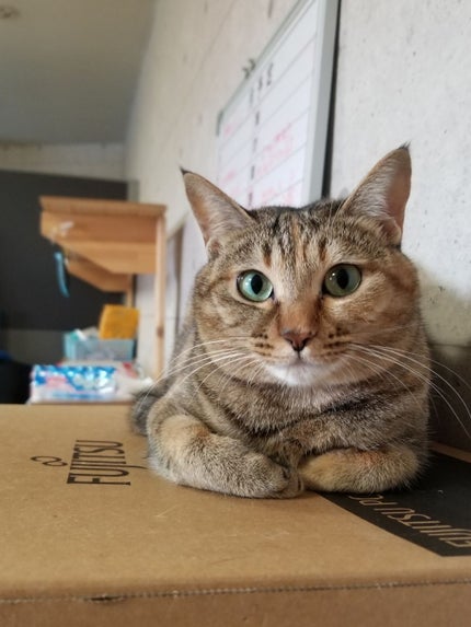 ねこぴんく