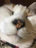 みーこ