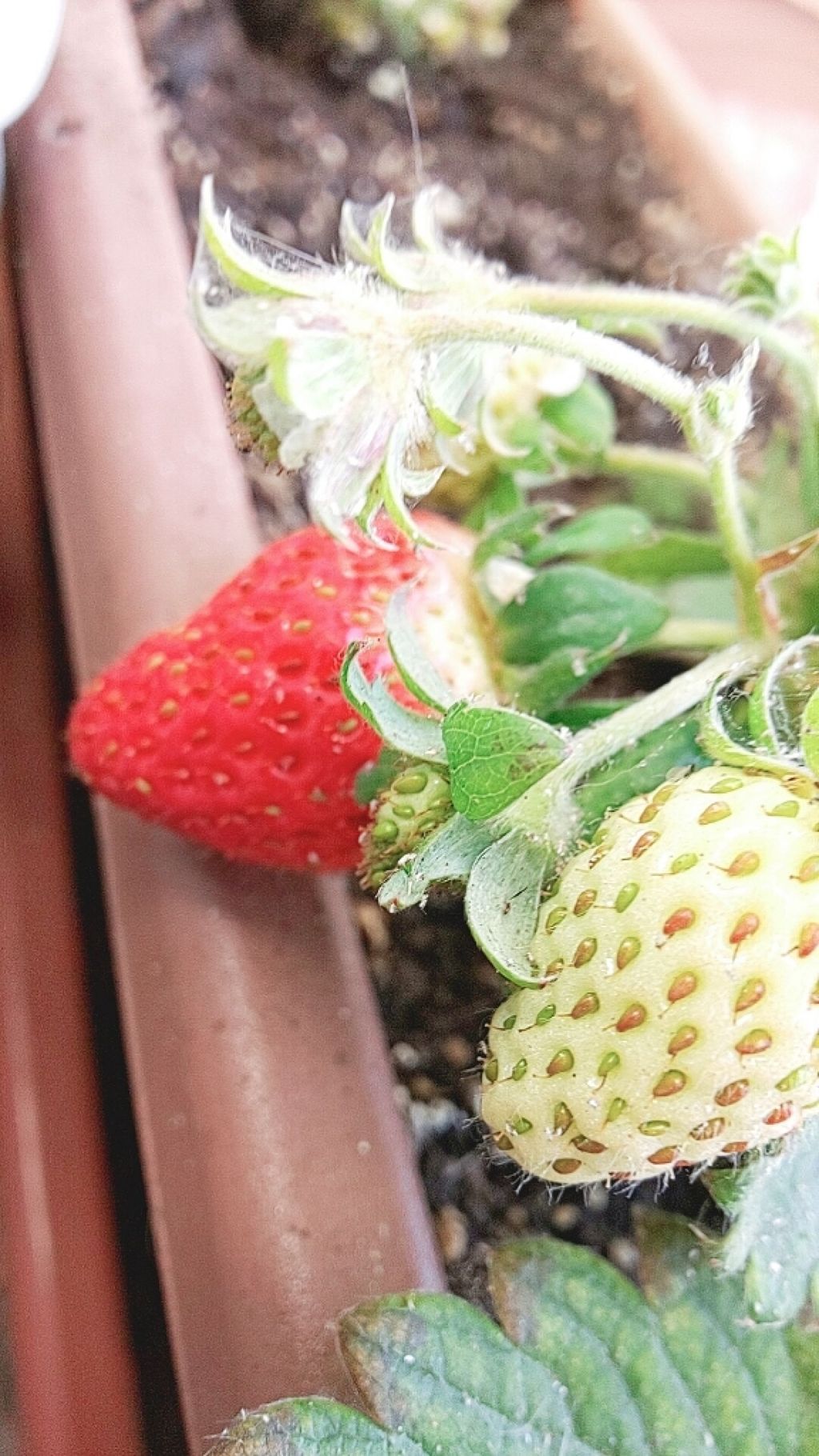 🍓( '-' 🍓 )ｲﾁｺﾞ