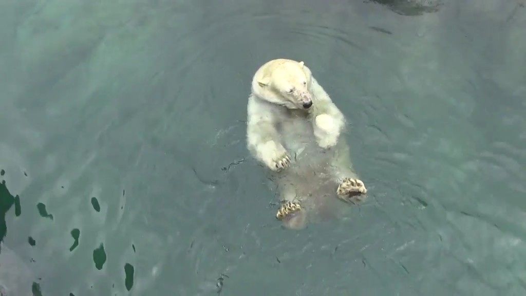 多忙なシロクマ