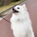 わた毛