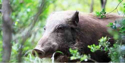 猪突猛進のイノシシ