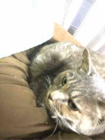 こまち。_komati_