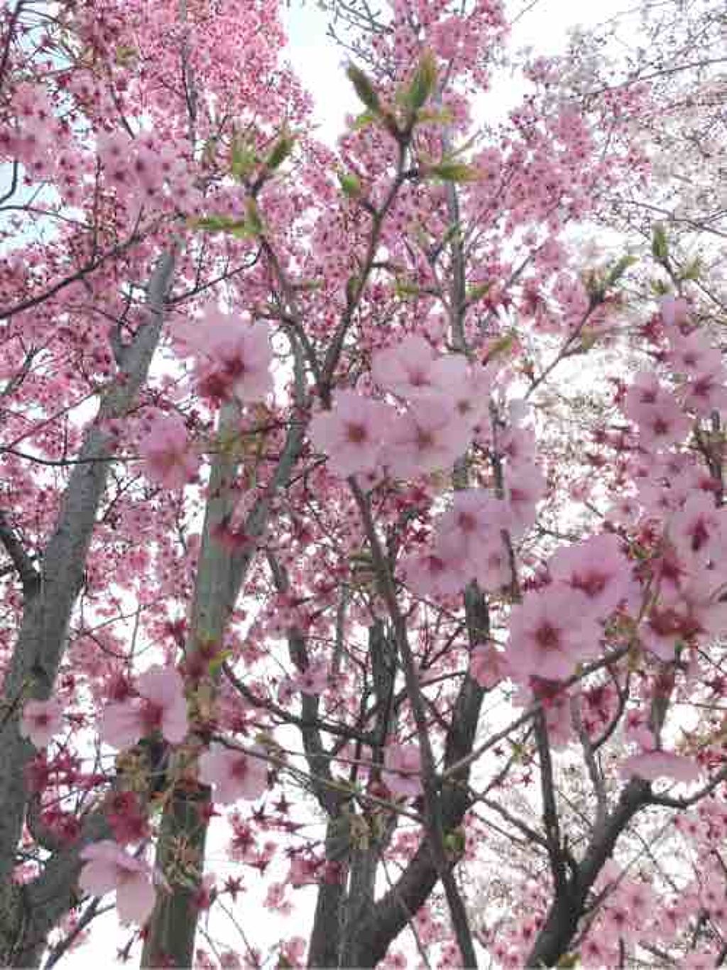 もふもふフォロバ100%