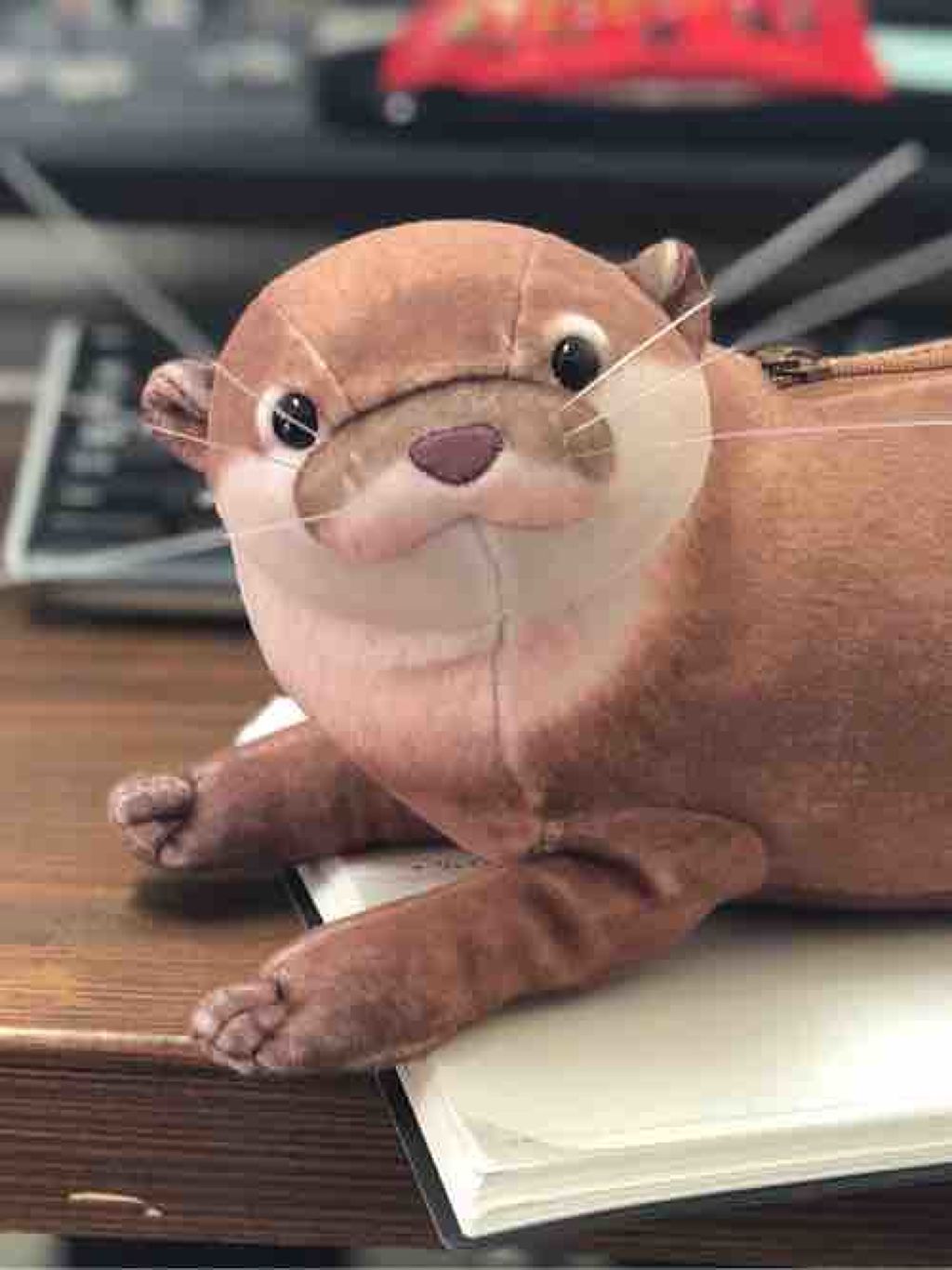 カワウソマメコ