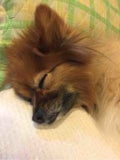 のんたん