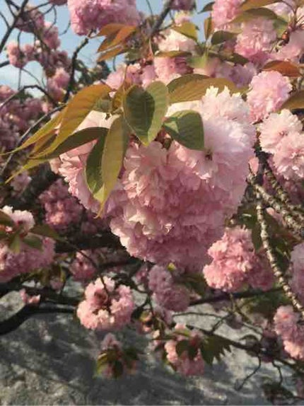 fantastic_beauty_u4y