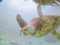 umigame🐢
