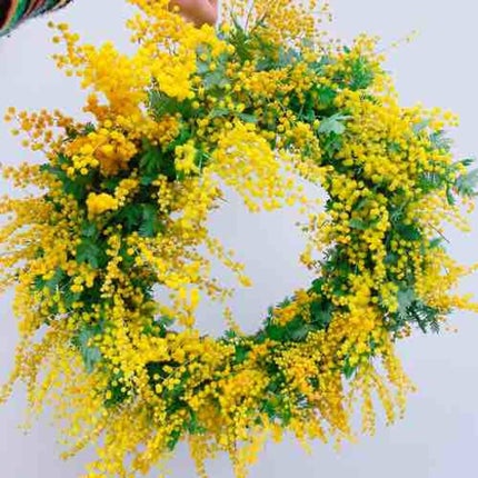 mimosa30
