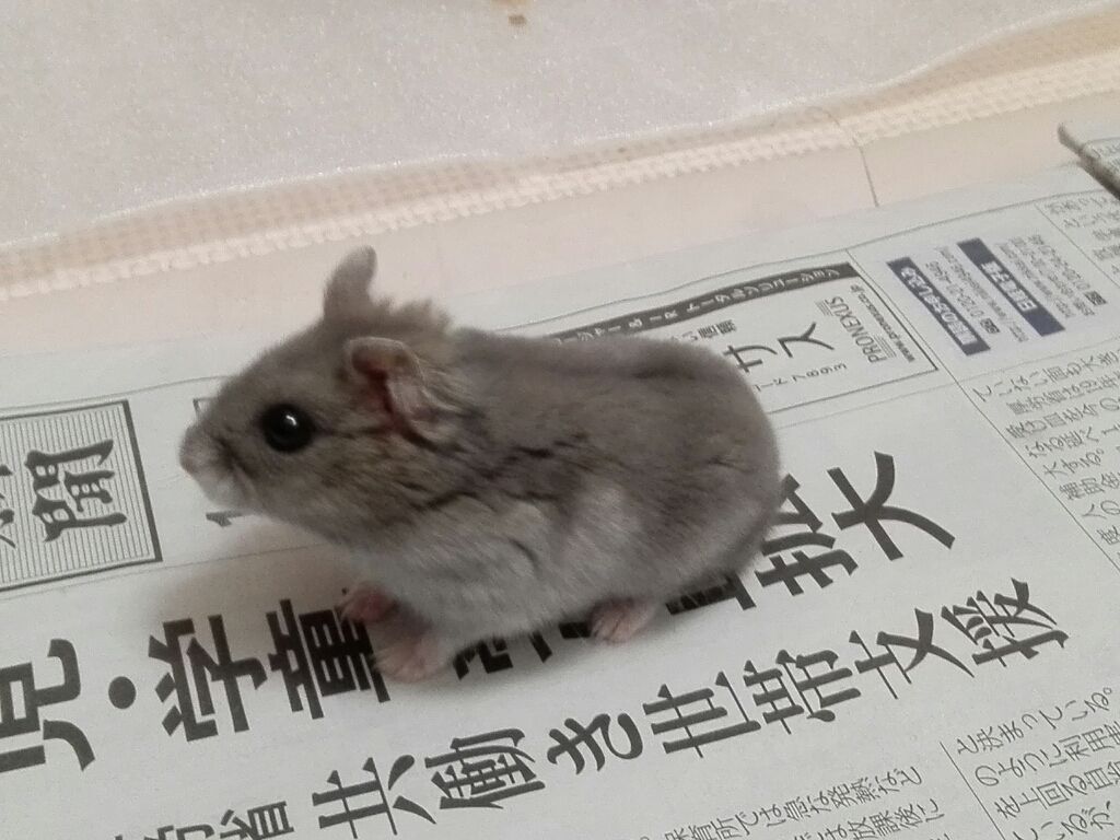 クッキー🐹