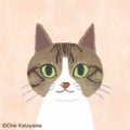 ねこまんま