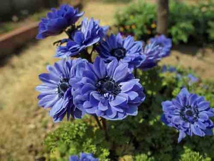 ひなまる(「・ω・)「