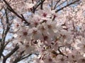 Cherry_blossom