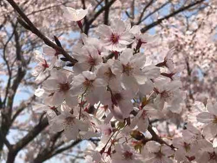 Cherry_blossom