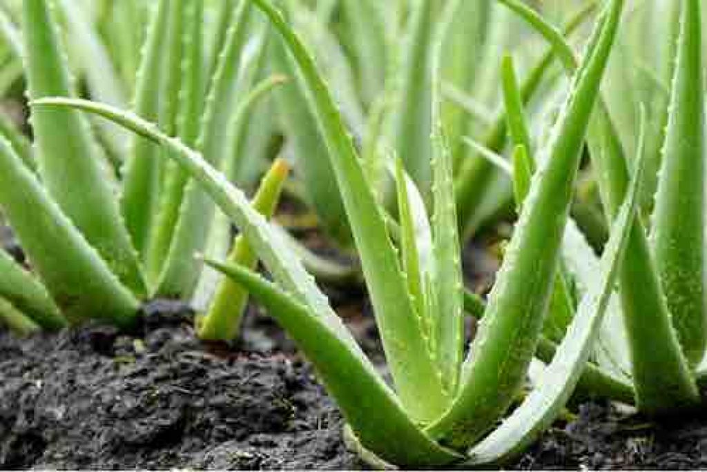 アロエ