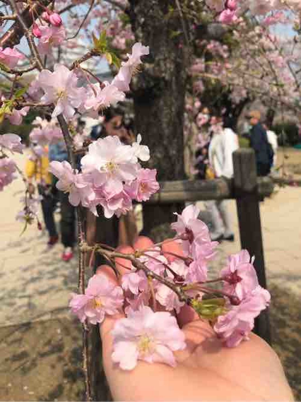 佑衣☆。.:＊・゜