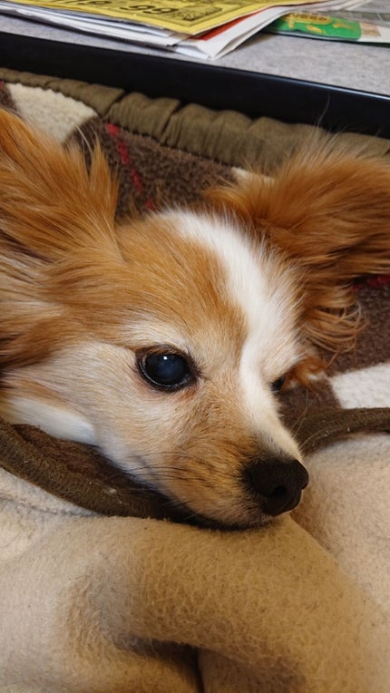 なみこ🐶
