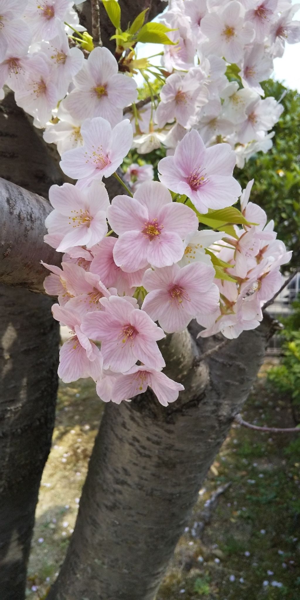 死桜 奏