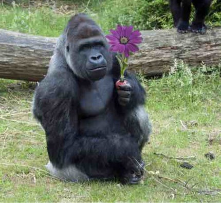 lipsつまんないのでやめますた