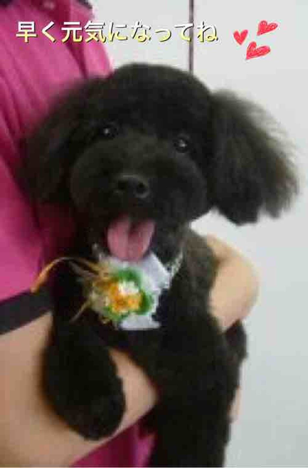 夜月のダイエット＆病気の垢