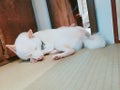 ダッチ