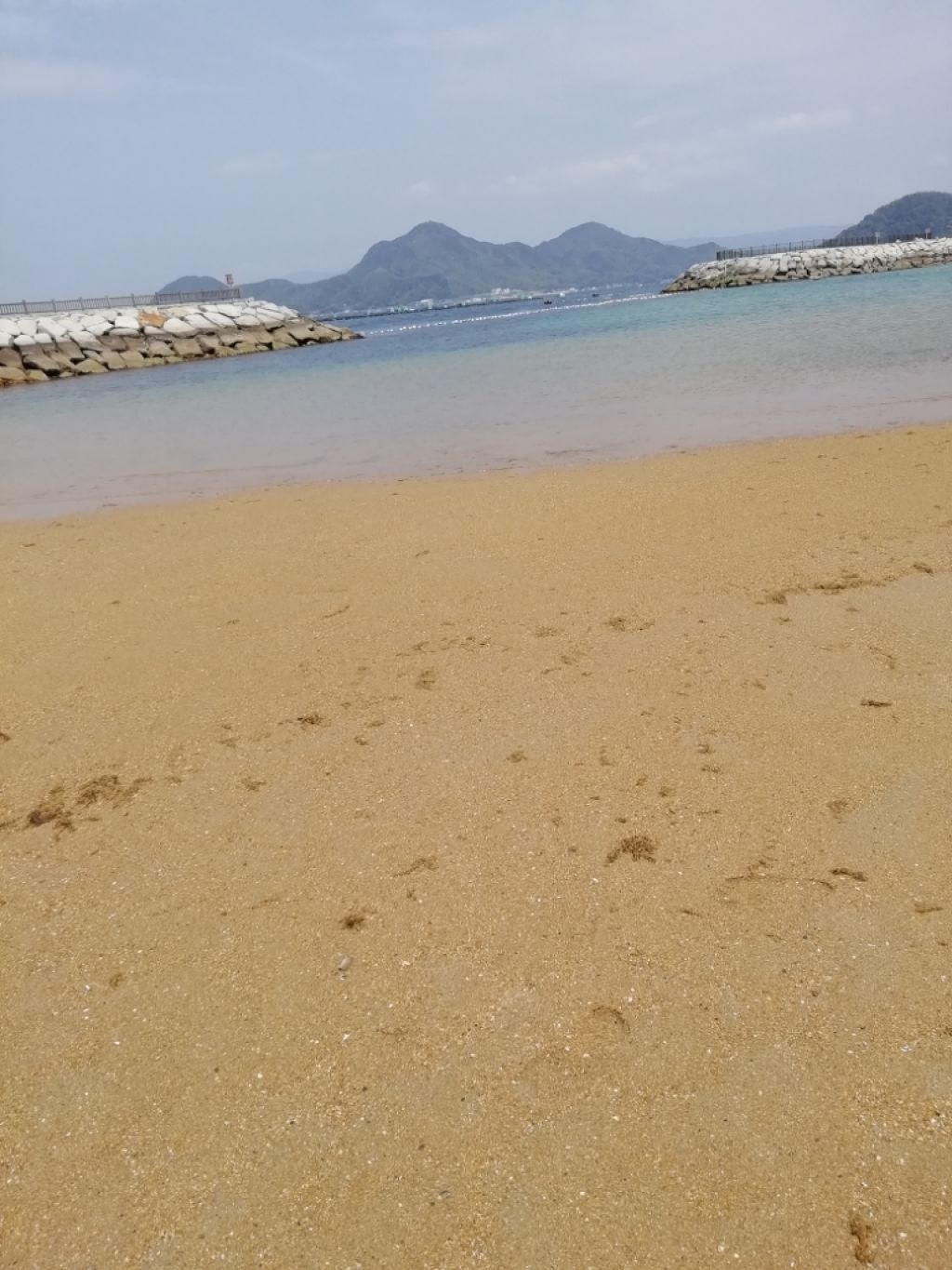 🐥ピヨッコ🐤