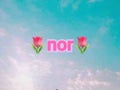 🌷nor🌷