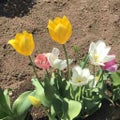ごろ🌷