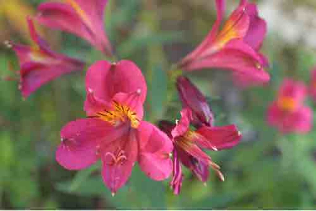 まめこまちゃん