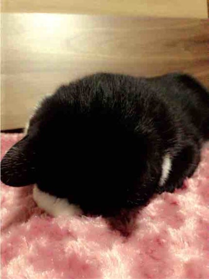 にゃにゃにゃ