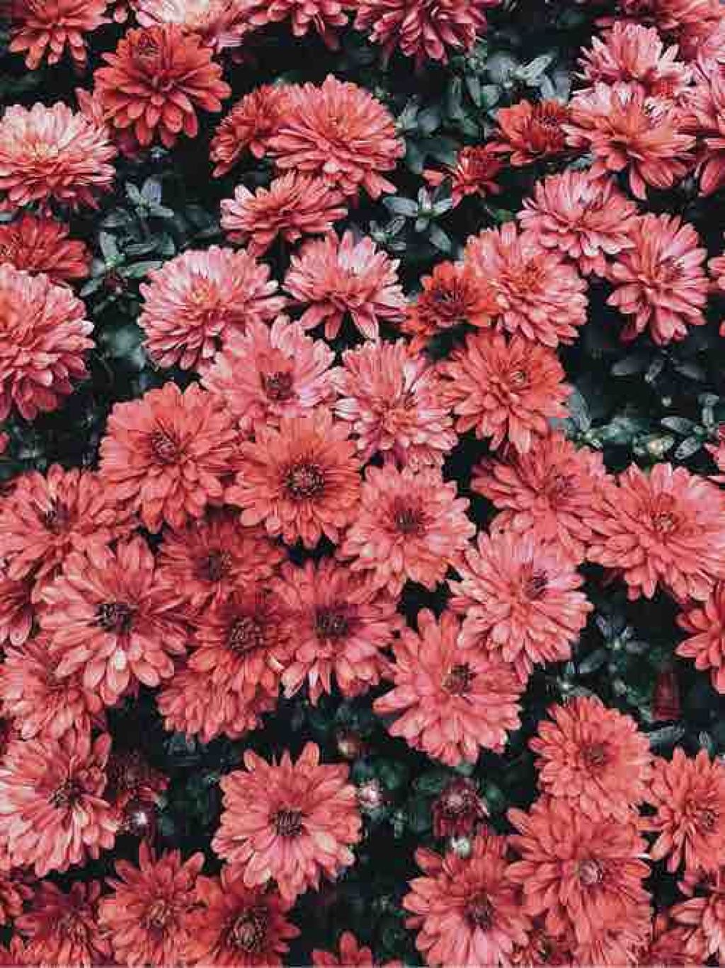 女子力上げたい乙女