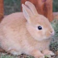 かわいいうさぎ