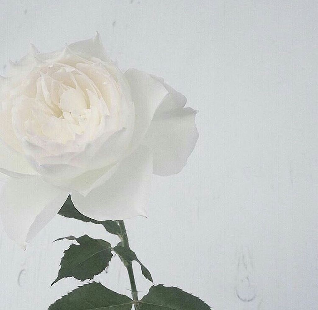 ༶Rོ༙Aོ༙Nོ༙༶🐼