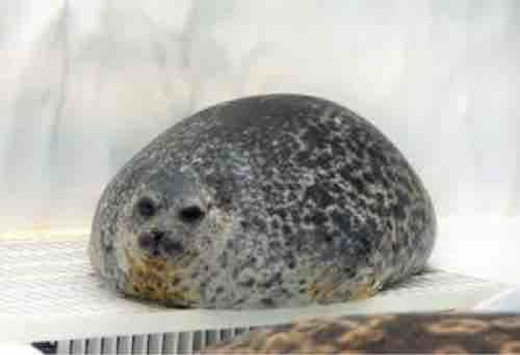 fantastic_perfume_ue7