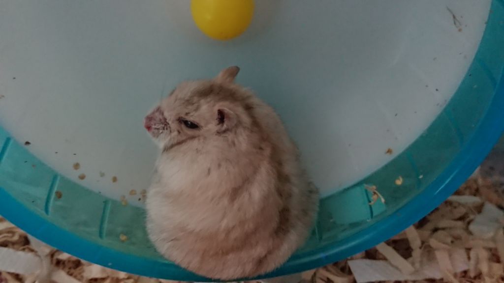 ちぃ⊂((・x・))⊃