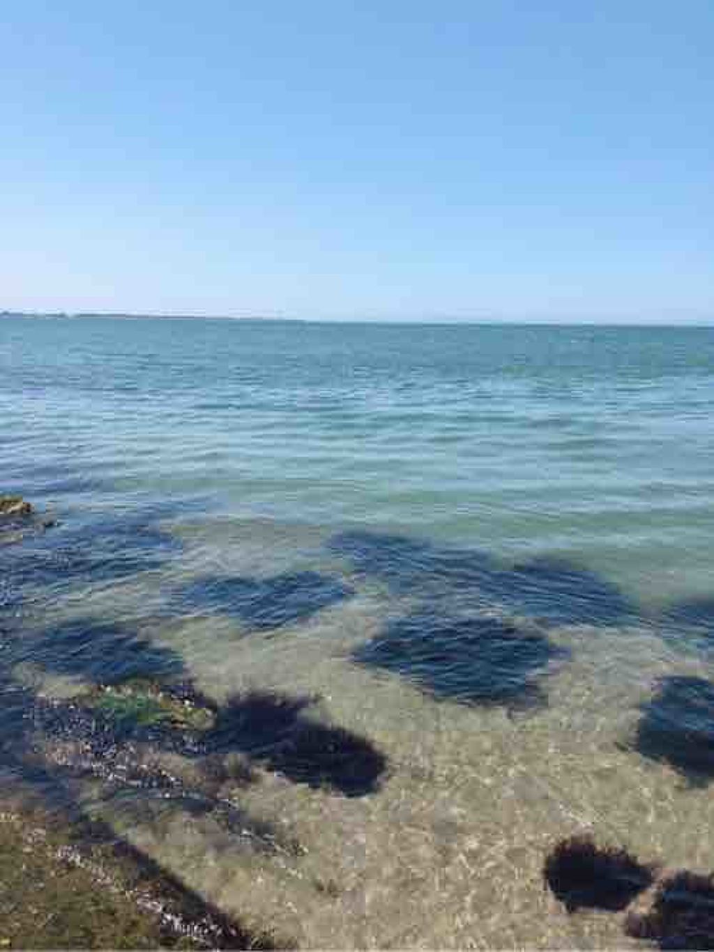 ぴよこもち@アニオタ