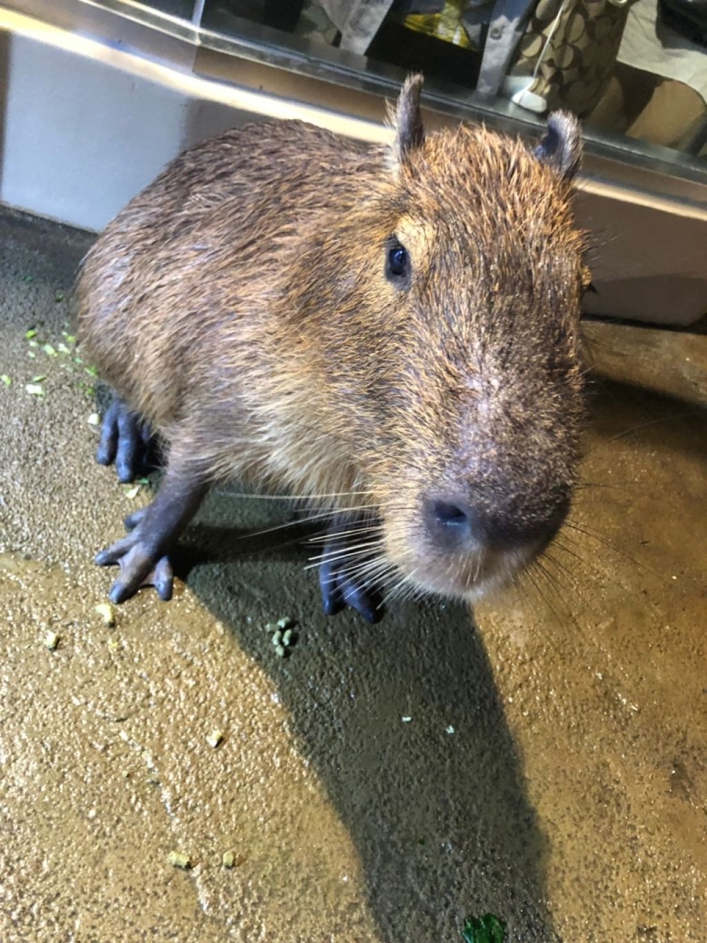 コスメ博士になりたいの♪