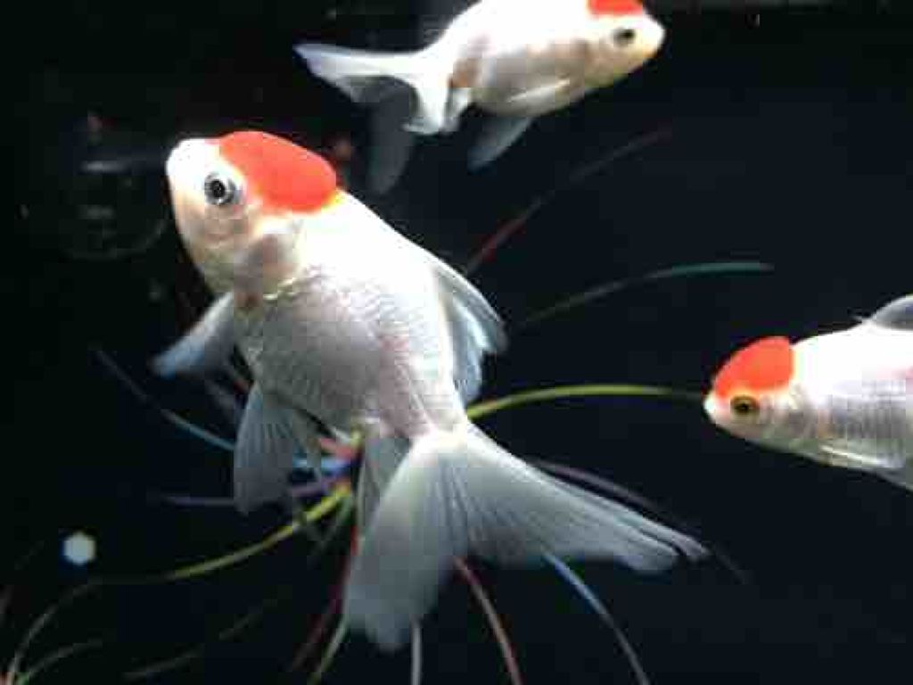 ちゃぴん@夜勤多め