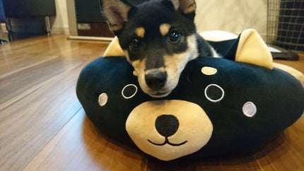 ひなたぴのグミグミ(Hinano🎨)