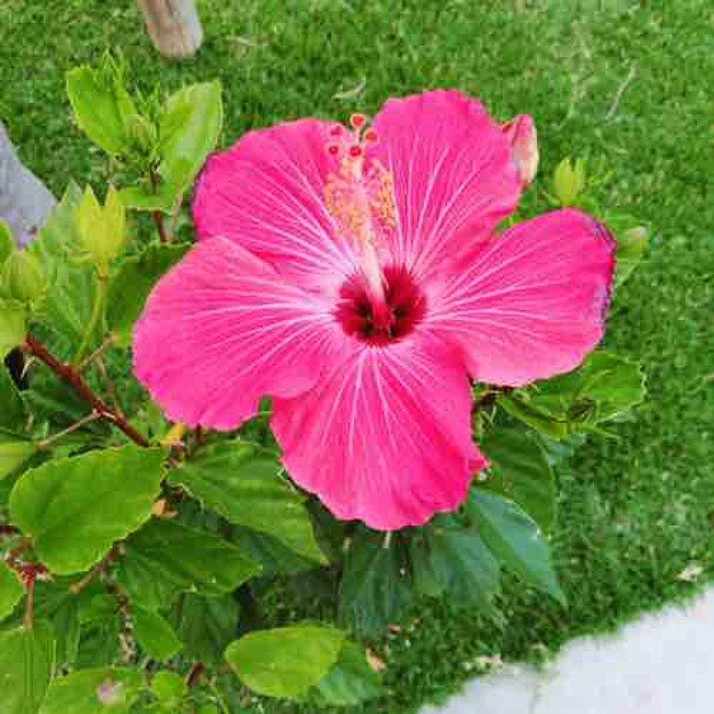 ぴぴ(○•ω•○)